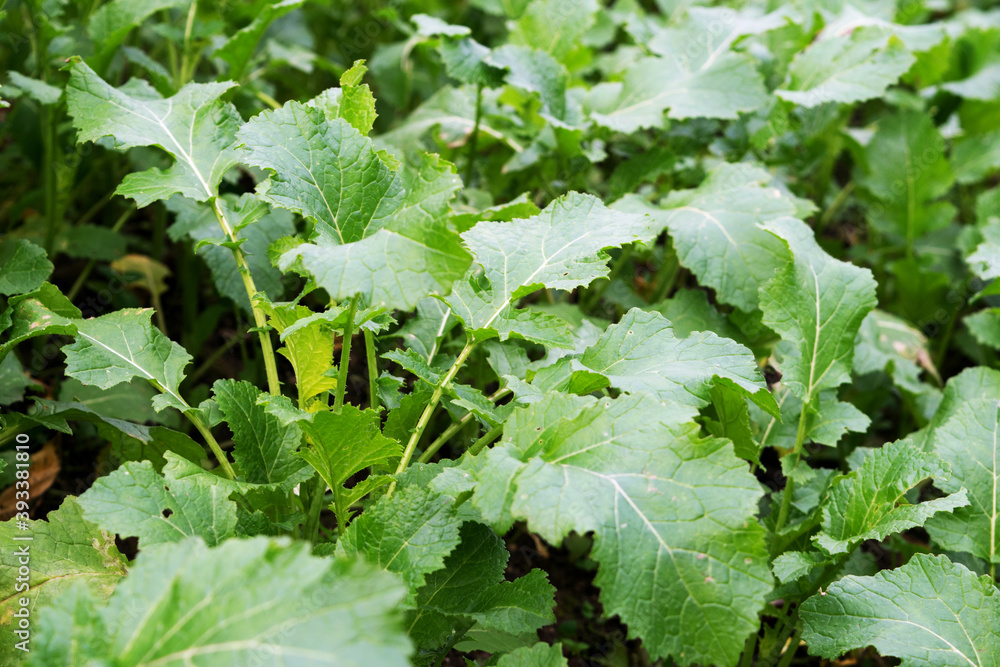 Siderat Mustard. The plant is intended to improve the structure of soils. Close-up Siderat Mustard. The plant is intended to improve the structure of soils. Close-up