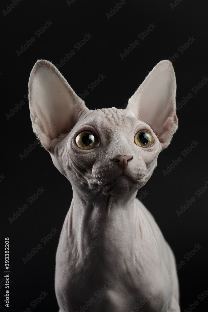Little cat of the Sphynx breed looking to the side, isolated on black Little cat of the Sphynx breed looking to the side, isolated on black