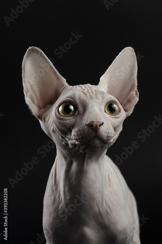 Little cat of the Sphynx breed looking to the side, isolated on black © simikov