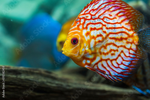 Close up view of gorgeous checkerboard red map discus aquarium fish. Hobby concept.