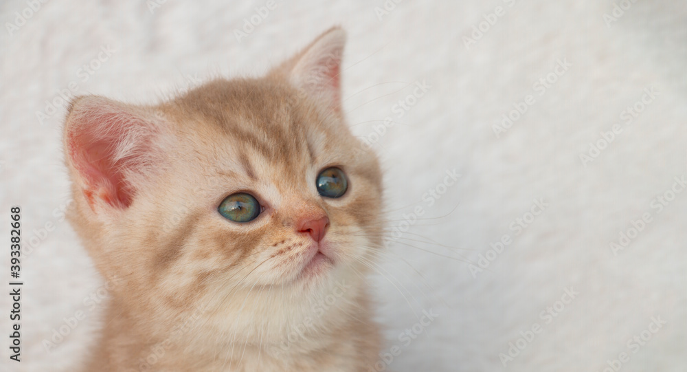 Obraz premium portrait of a small tabby british kitten, on a white background
