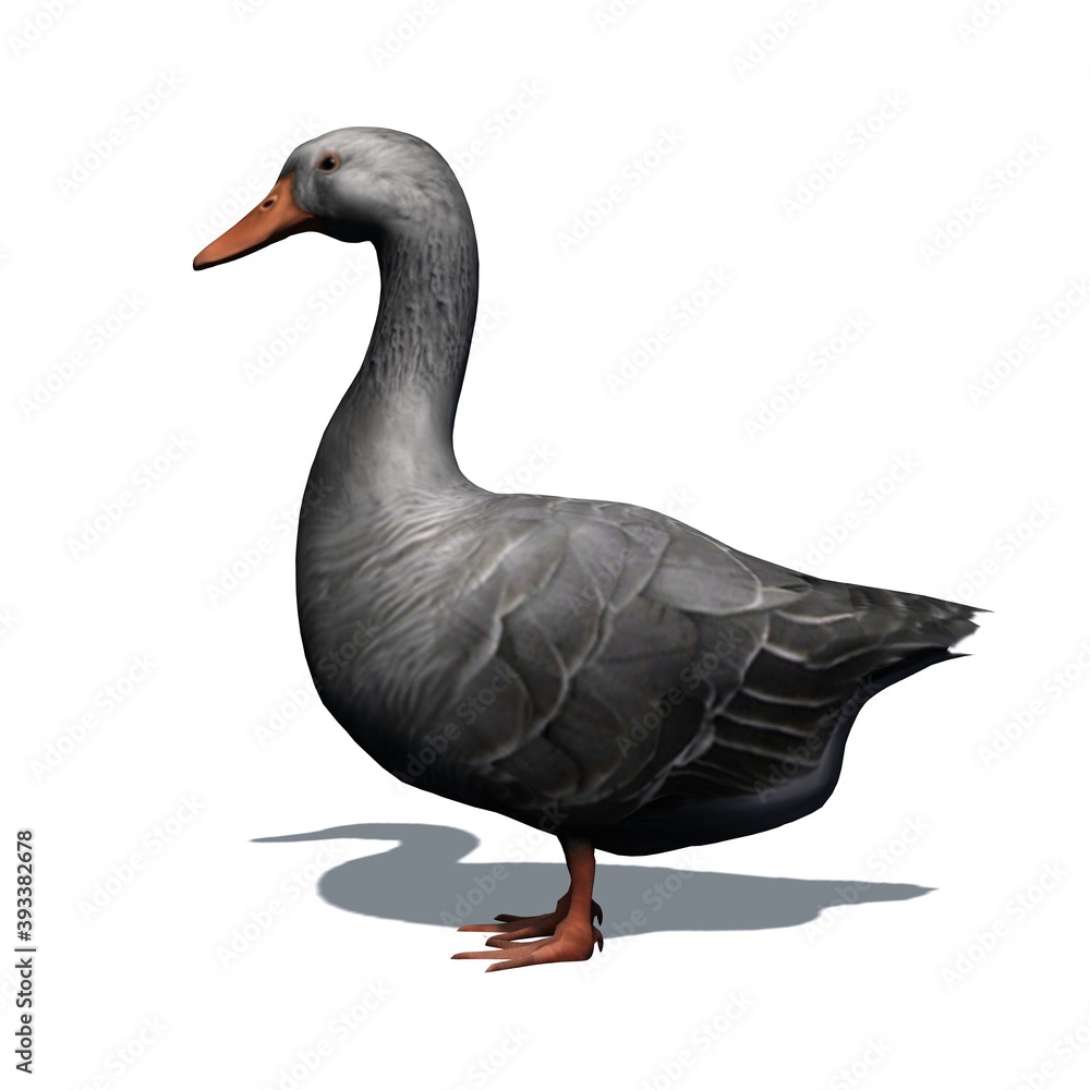 Obraz premium Farm animals - gray goose with shadow on the floor - isolated on white background - 3D illustration