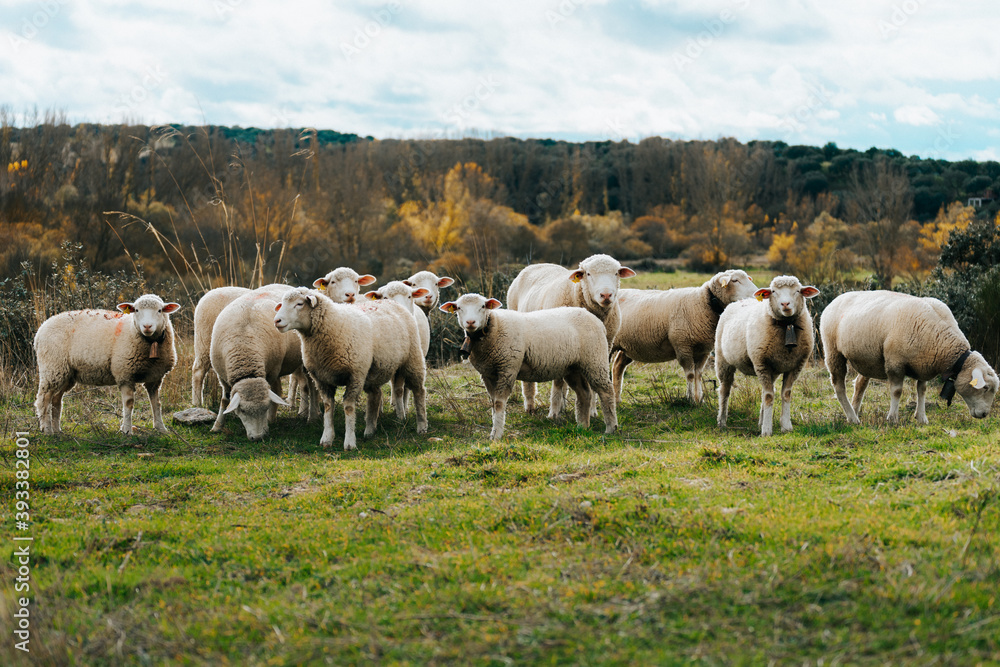 Group of sheep are looking at camera Group of sheep are looking at camera