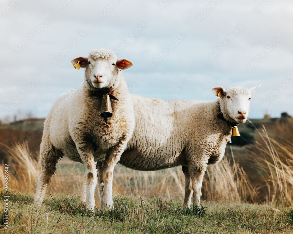 Fototapeta premium Two sheep with bell are looking at camera