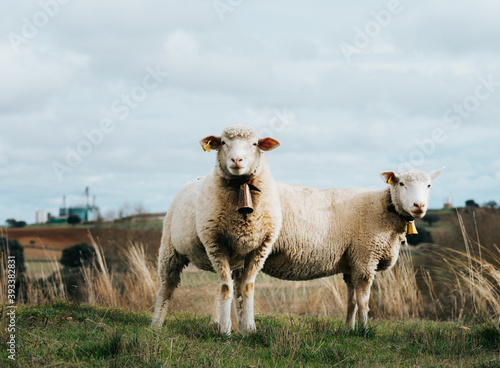 Two sheep with bell are looking at camera