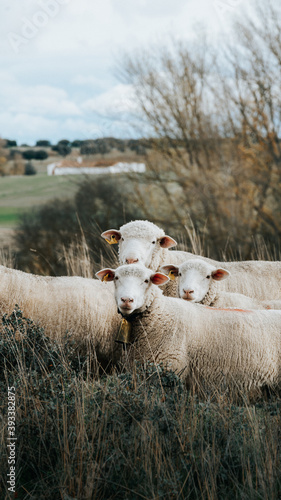 sheep with bell are looking at camera