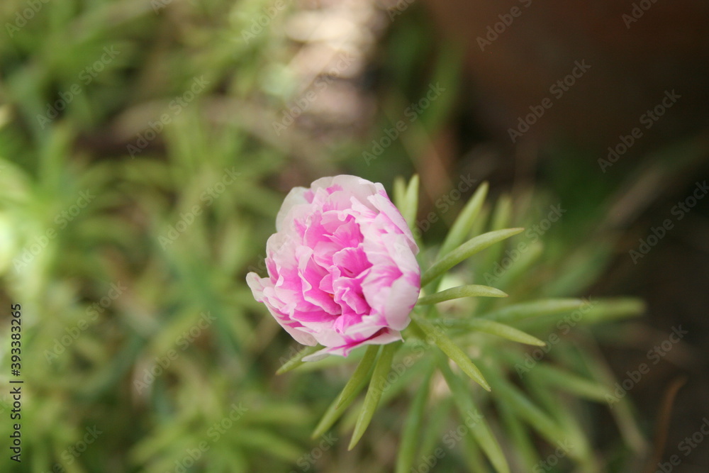 Fototapeta premium pink rose bud