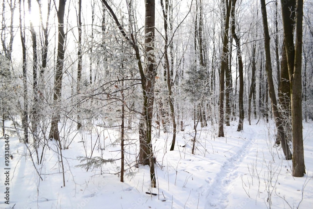 forest in winter. trail in fabulous winter snow, all the trees are covered with frost and snow
