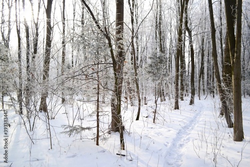 forest in winter. trail in fabulous winter snow, all the trees are covered with frost and snow