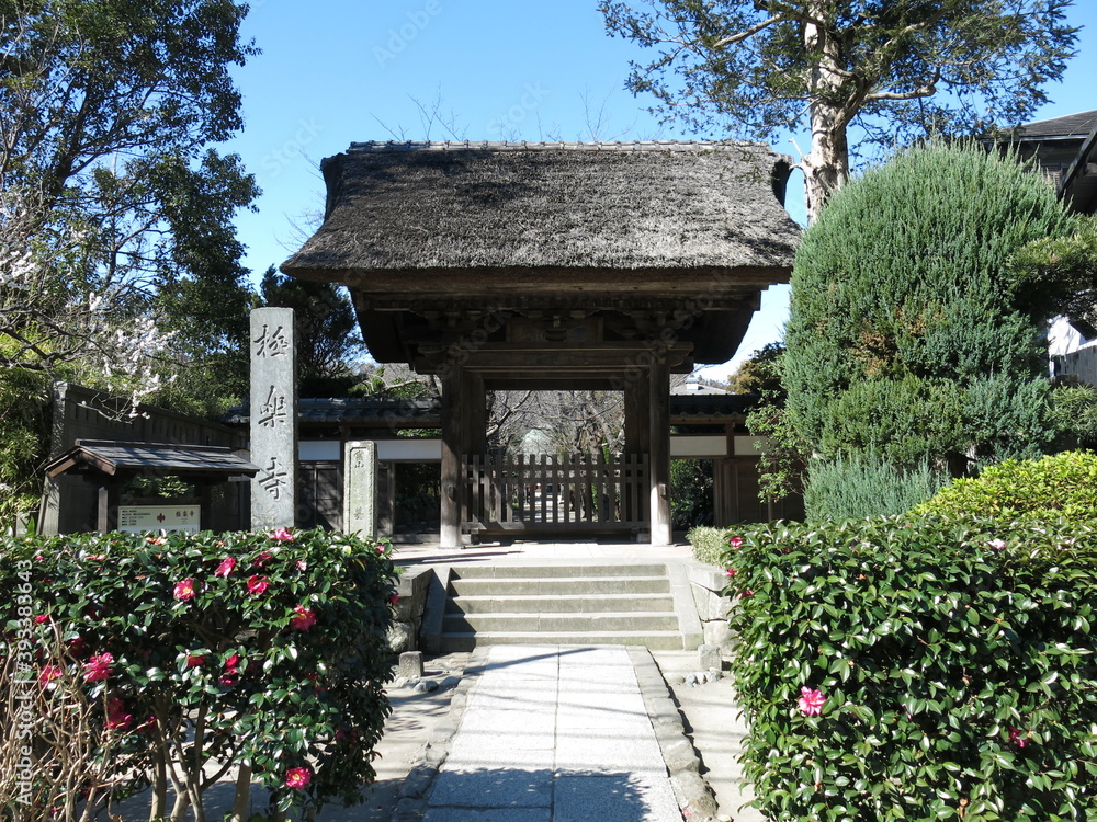 梅や椿が彩を添える鎌倉市の極楽寺（山門）　Gokuraku-ji Temple (Kamakura)