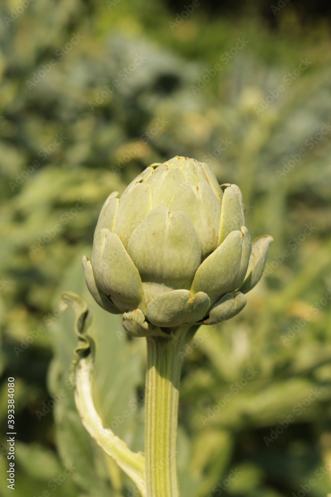 Naklejka premium Karczoch zwyczajny 