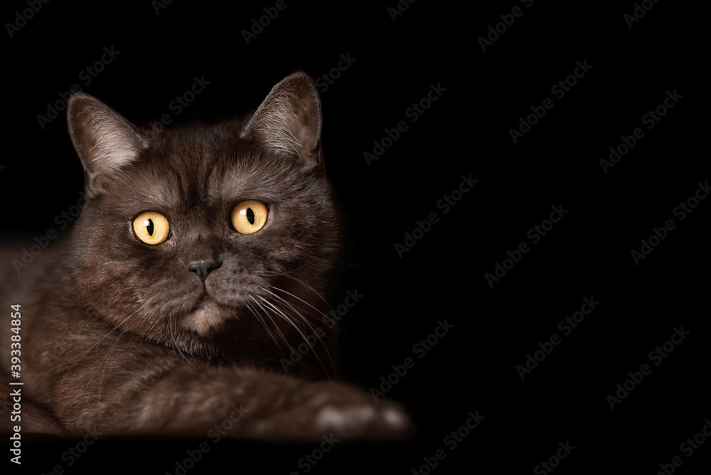 Obraz premium Chocolate tabby scottish straight cat with big yellow eyes on black background