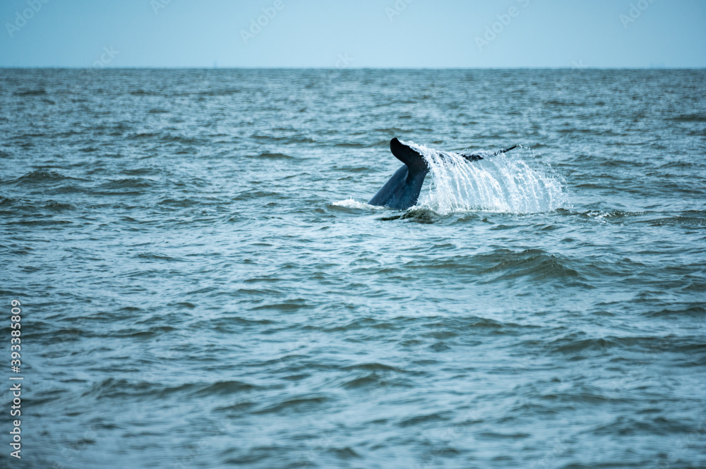 Naklejka premium Bryde's whale or Eden's whale in the tropical sea