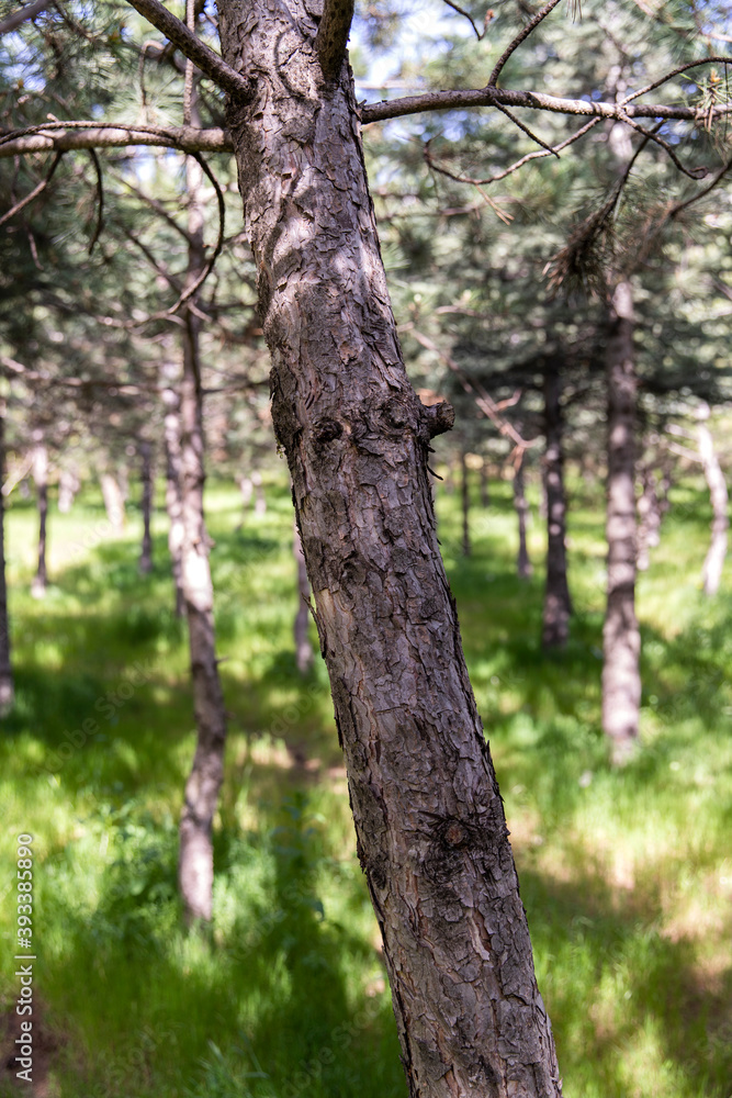 Summer day sunlight pine trees plants and grass in natural environment. Summer day sunlight pine trees plants and grass in natural environment.