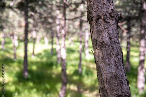 Summer day sunlight pine trees plants and grass in natural environment.