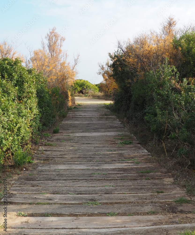 Fototapeta premium Wooden path in the forest