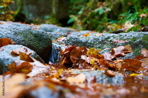 autumn leaves on the ground between gray stones, closeup.