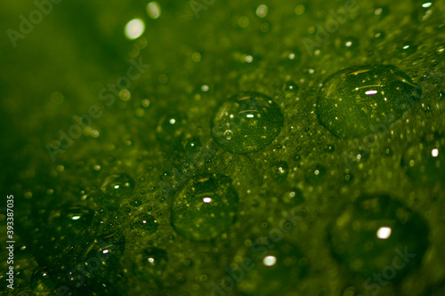 Abstraction natural blurred background. Water drops on a leaf, beautiful natural background. Eco background.