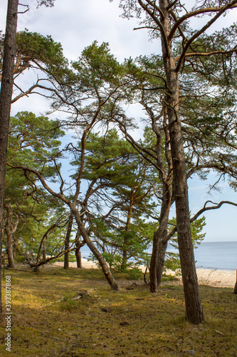 Trollskogen nature reserve on Oland, Sweden. Untouched pine forest in Sweden, bent trees caused by growing in the wind. Europe photo