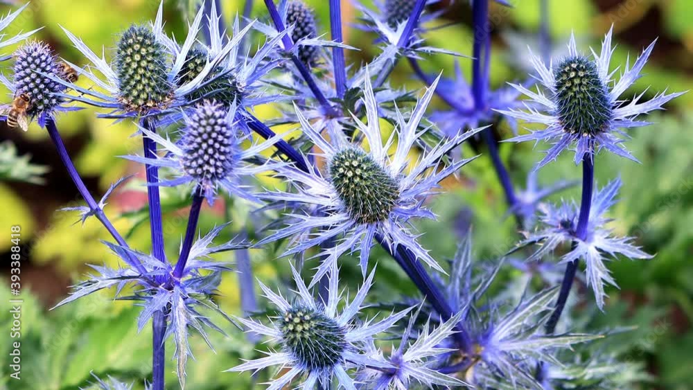 thistle blue flower, Eryngium x zabelii variety Big Blue. Stock ビデオ