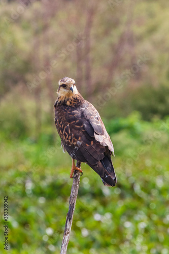 A single Snail Kite forages for the juicy Apple Snail in a wetlands park in Florida