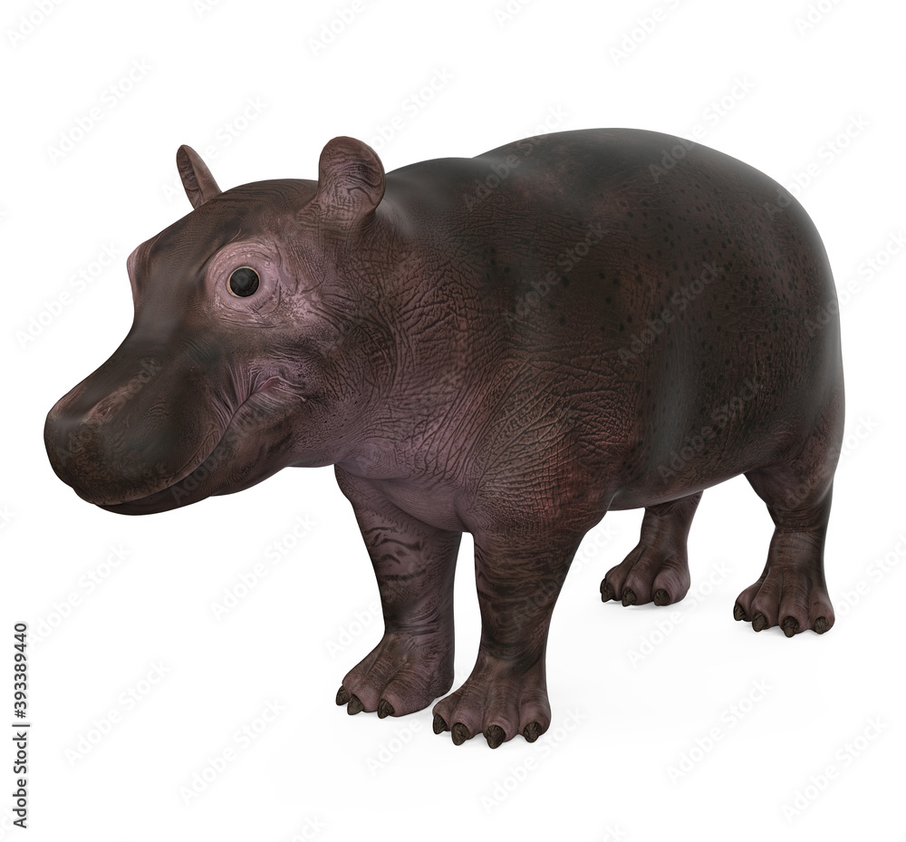 Baby Hippopotamus Isolated Baby Hippopotamus Isolated