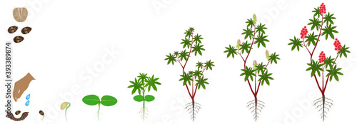 Cycle of growth of red castor plant on a white background.