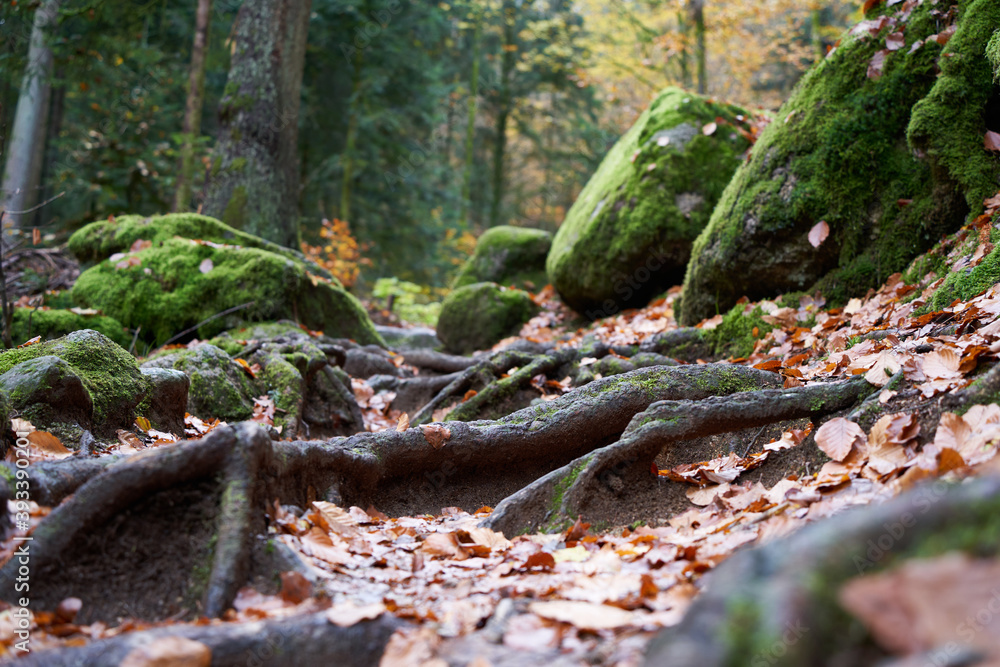slipping, slippery, up view, roots, stones, moss, trees, path, floor, leaves, closeup, close up, forest, blackforest, black forest, winter, autumn, woodland, wet, nature, nobody, fall, germany