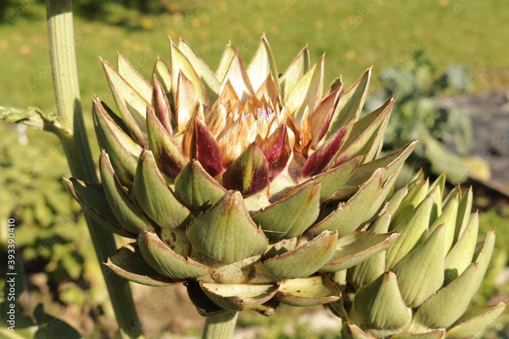 Artichoke flower - artichoke, garden cultivation