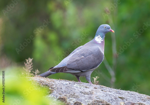 Common wood pigeon (Columba palumbus).