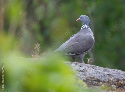 Common wood pigeon (Columba palumbus) .