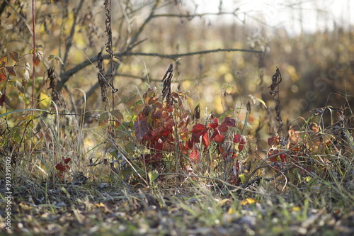 Jesienna roślinność krajobraz jesienny