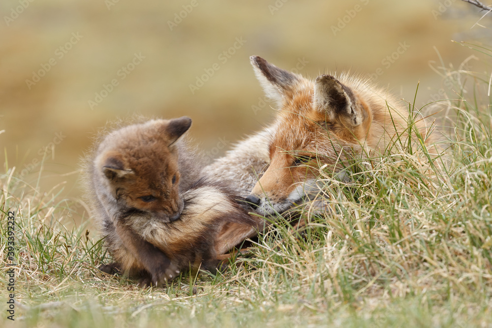 Obraz premium Red fox cub in nature at springtime on a sunny day.