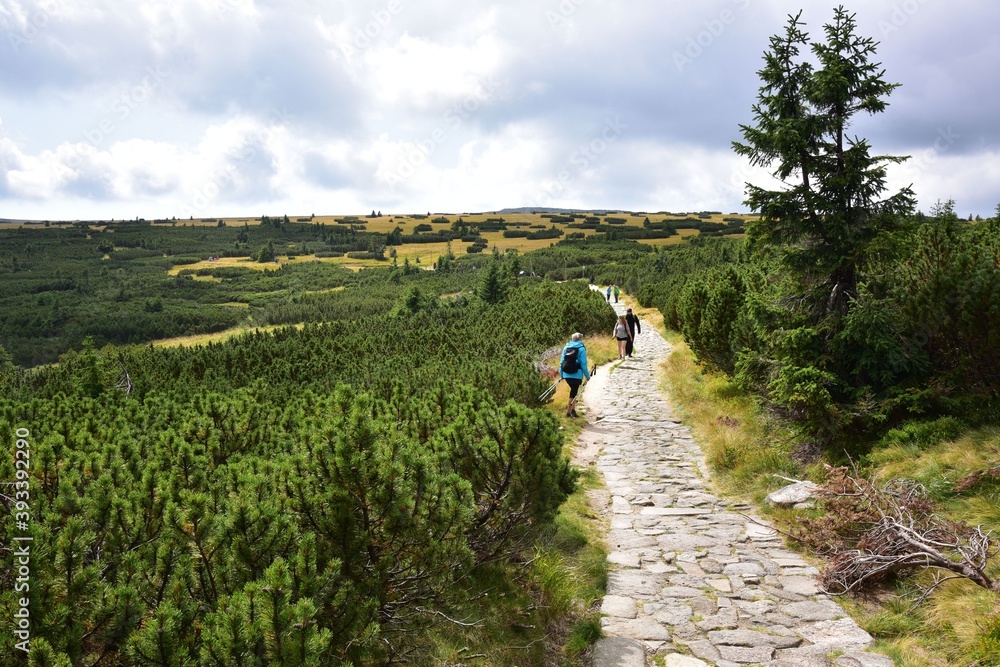 Fototapeta premium The Polish–Czech Friendship Trail is a tourist trail in Krkonose or Giant Mountains, Czech Republic, that goes along the borders of both states.