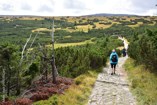 Fototapeta Naklejka Na Ścianę i Meble -  The Polish–Czech Friendship Trail is a tourist trail in Krkonose or Giant Mountains, Czech Republic, that goes along the borders of both states.