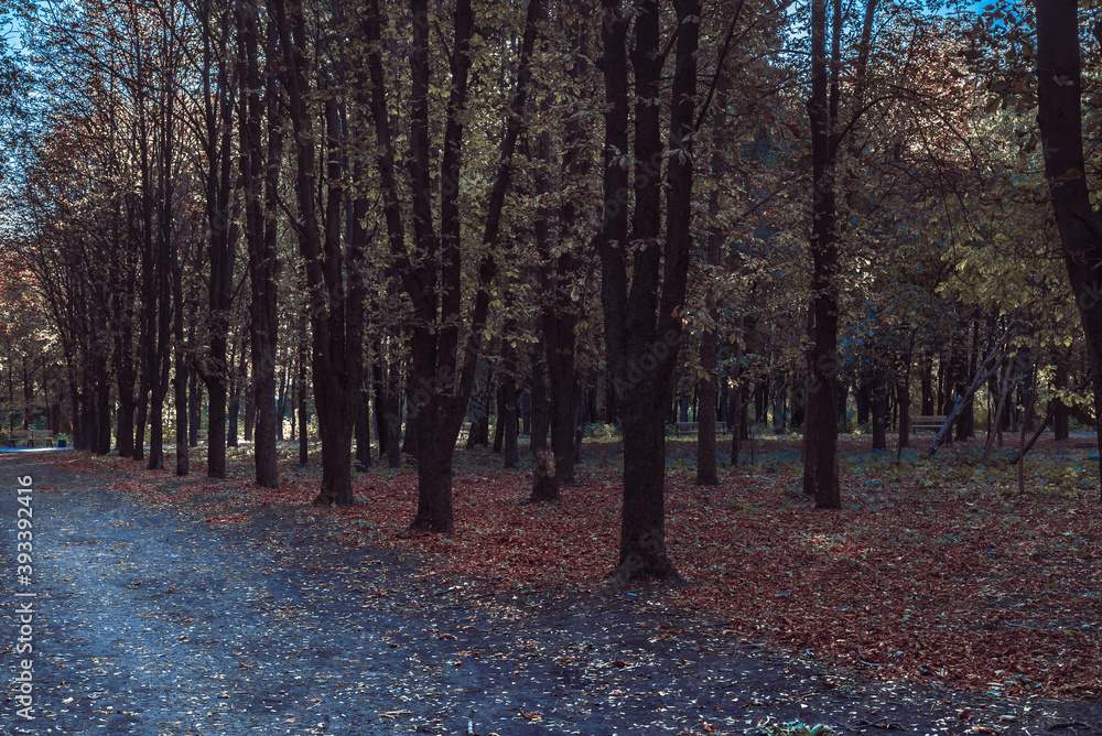 Fototapeta premium Bench in the autumn park at sunset.