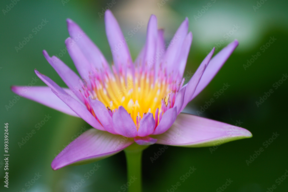 Beautiful pink Lotus flower in pond nature concept background. The lotus flower select focus blur background.