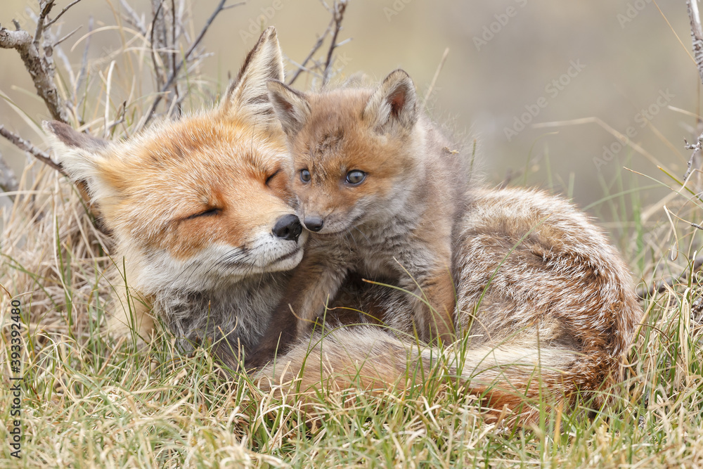 Obraz premium Red fox cub in nature at springtime on a sunny day.