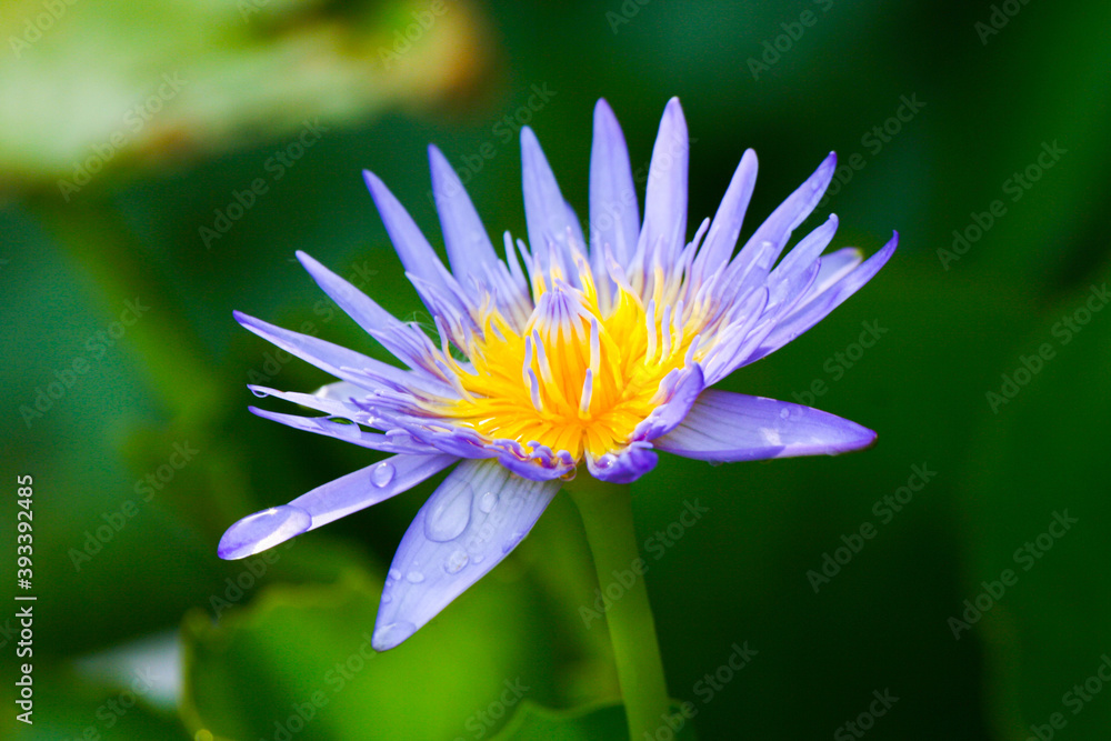 Beautiful purple lotus flower in pond nature concept background. The lotus flower select focus blur background. Beautiful purple lotus flower in pond nature concept background. The lotus flower select focus blur background.