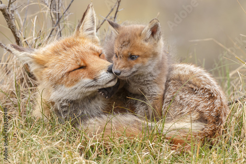 Obraz na plátně Red fox cub in nature at springtime on a sunny day.