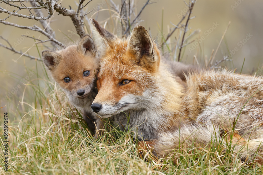 Fototapeta premium Red fox cub in nature at springtime on a sunny day.