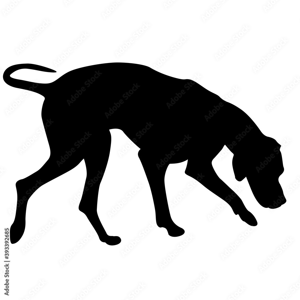 Naklejka premium Doberman pinscher dog black silhouette on white background