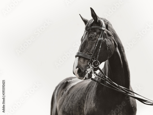 Photos portrait of a horse