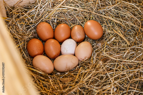 Chicken Eggs on Hay