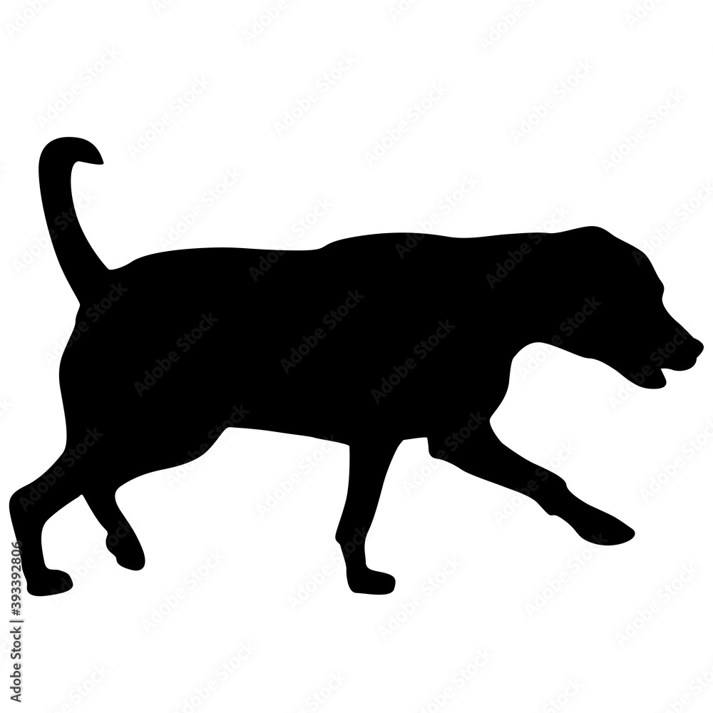 Fototapeta premium Labrador dog black silhouette on white background