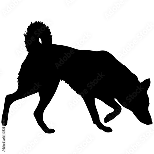Shepherd dog black silhouette on white background