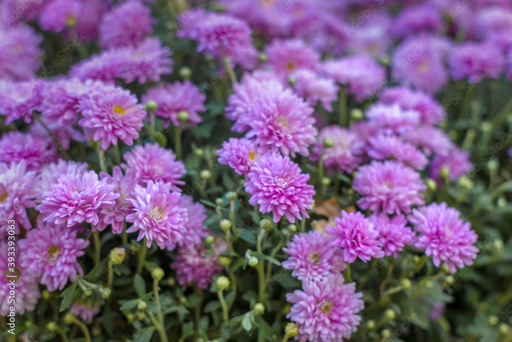 Beautiful floral background of chrysanthemums in sunny weather. Beautiful floral background of chrysanthemums in sunny weather.