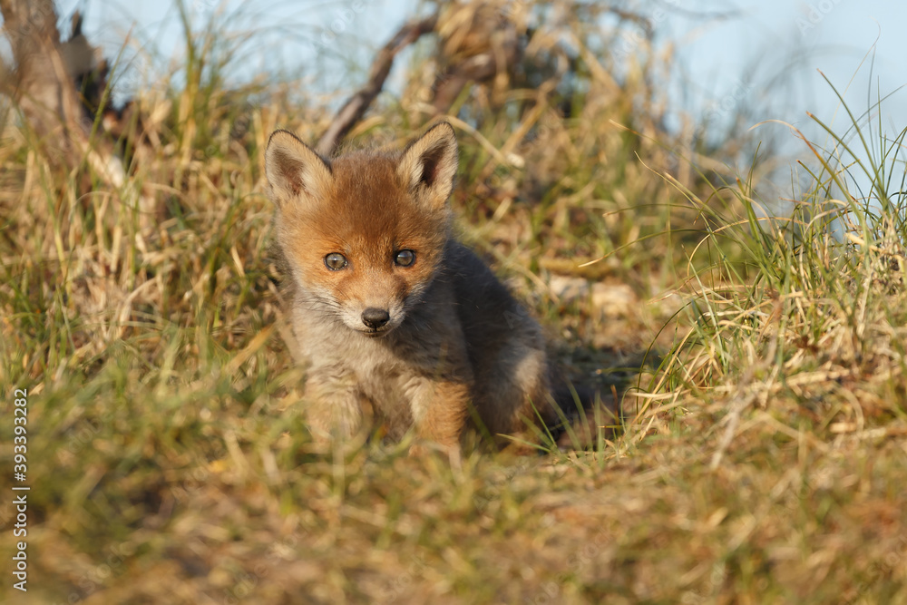 Fototapeta premium Red fox cub in nature at springtime on a sunny day.