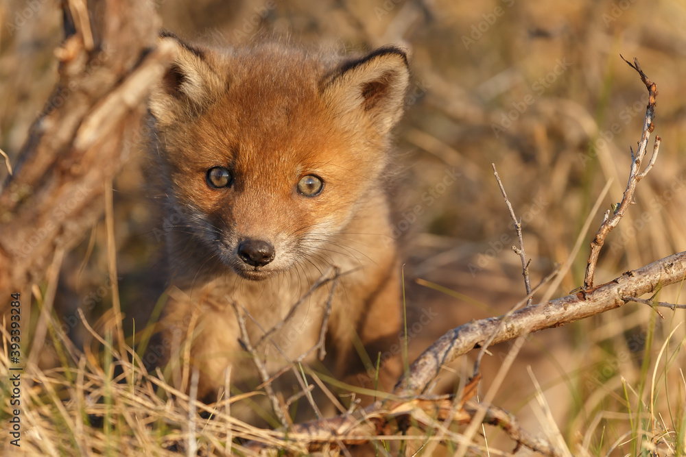 Red fox cub in nature at springtime on a sunny day. Red fox cub in nature at springtime on a sunny day.