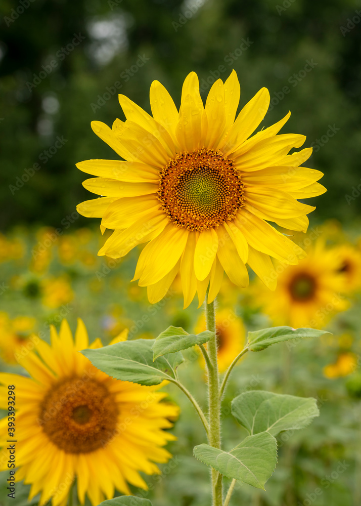 Blooming sunflower on the background of a field of flowers and a dark forest Blooming sunflower on the background of a field of flowers and a dark forest